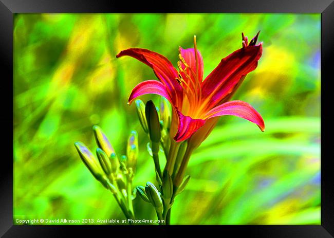 TIGER LILY Framed Print by David Atkinson