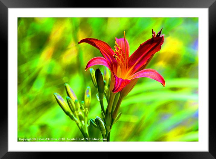 TIGER LILY Framed Mounted Print by David Atkinson