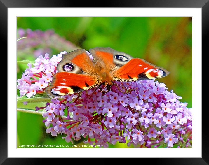 PEACOCK BUTTERFLY Framed Mounted Print by David Atkinson