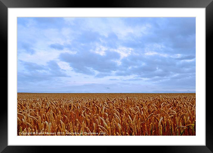 FIELDS OF WHEAT Framed Mounted Print by David Atkinson