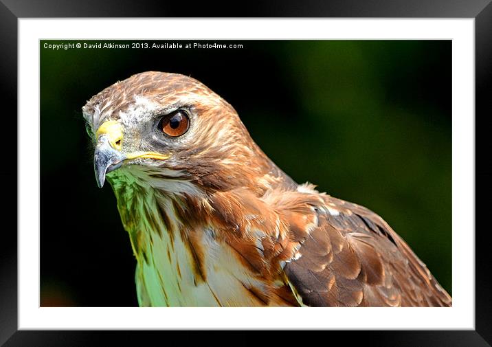 RED TAILED HAWK Framed Mounted Print by David Atkinson