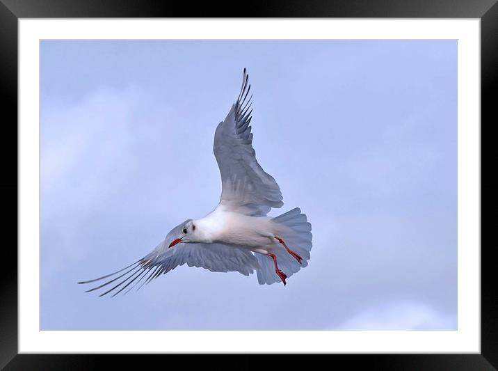 SPREADING THE WINGS Framed Mounted Print by David Atkinson