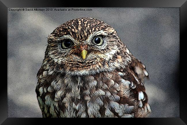 LITTLE OWL Framed Print by David Atkinson