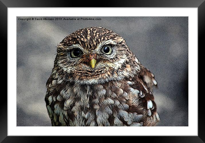 LITTLE OWL Framed Mounted Print by David Atkinson