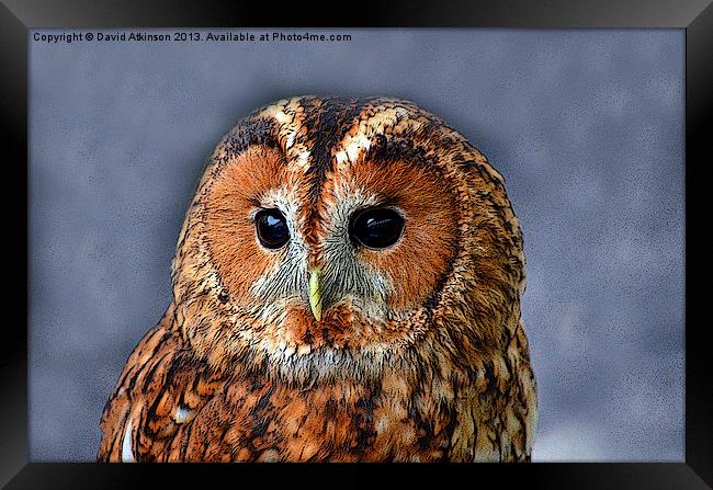 TAWNY OWL Framed Print by David Atkinson