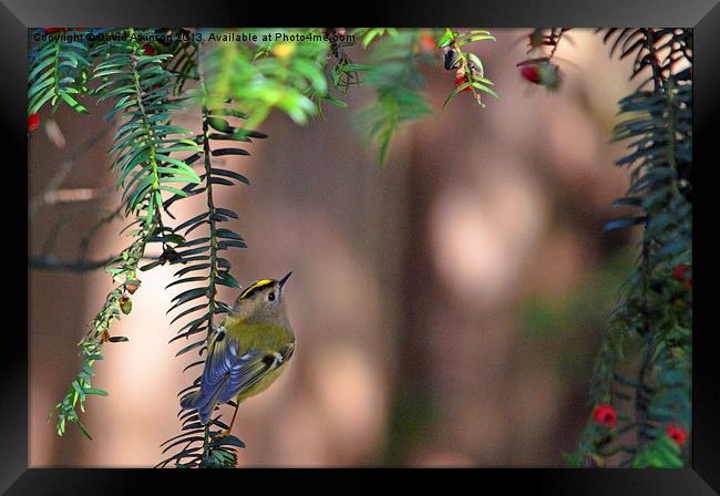 GOLDCREST LOOKING FOR LUNCH Framed Print by David Atkinson