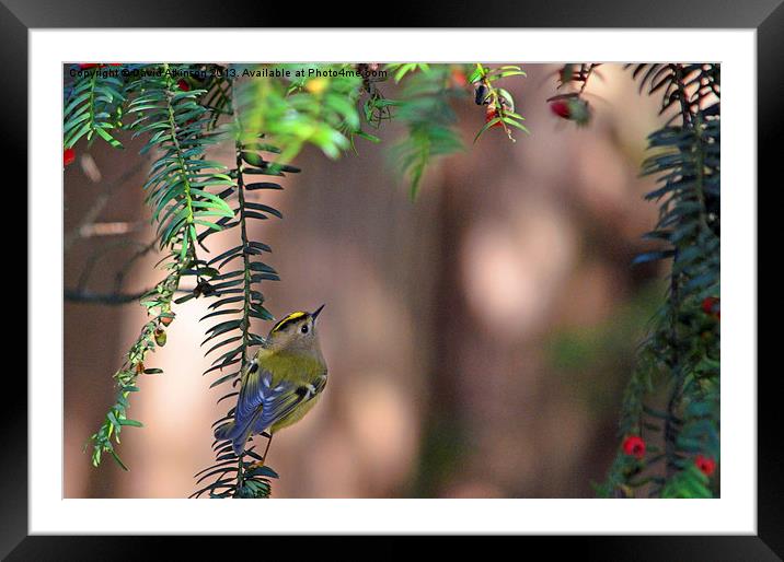 GOLDCREST LOOKING FOR LUNCH Framed Mounted Print by David Atkinson