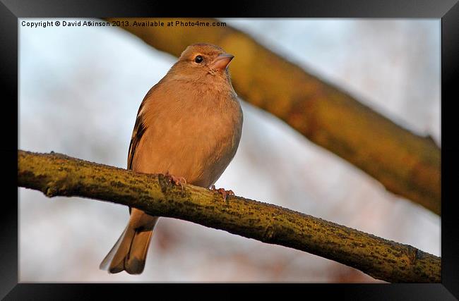 CHAFFINCH Framed Print by David Atkinson