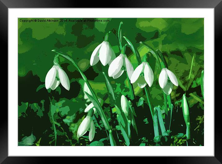 SNOWDROPS Framed Mounted Print by David Atkinson