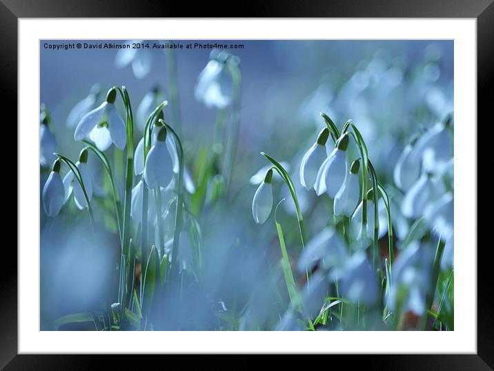 WINTER SNOWDROPS Framed Mounted Print by David Atkinson
