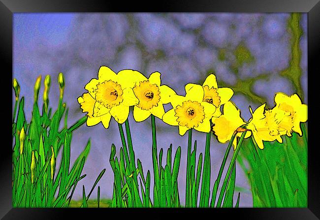 DAFFODILS IN A ROW Framed Print by David Atkinson