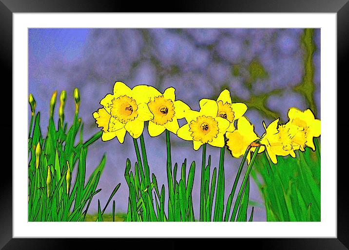 DAFFODILS IN A ROW Framed Mounted Print by David Atkinson