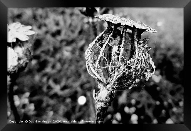                  The seed is sown              Framed Print by David Atkinson