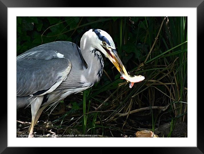 Heron with fish  Framed Mounted Print by David Atkinson