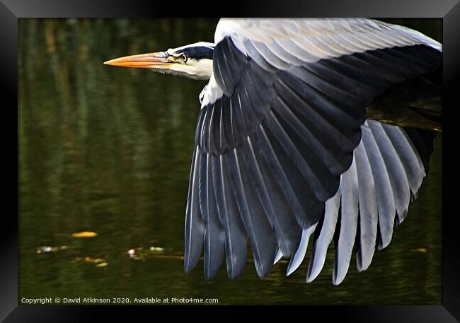 Heron in flight Framed Print by David Atkinson