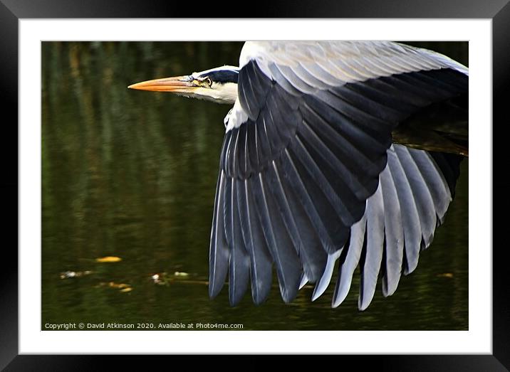 Heron in flight Framed Mounted Print by David Atkinson