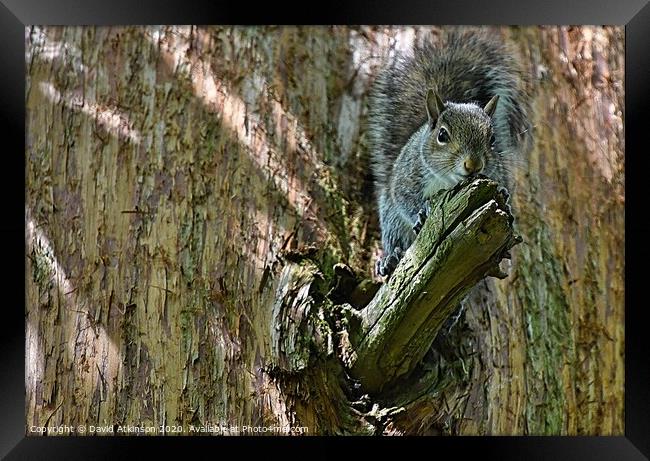 Squirrel perch Framed Print by David Atkinson