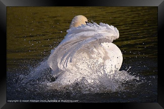 Swan Splash Framed Print by David Atkinson