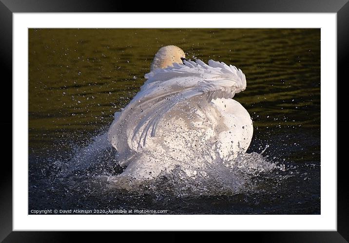 Swan Splash Framed Mounted Print by David Atkinson