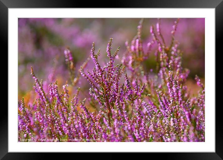 Summer Heather Framed Mounted Print by David Atkinson