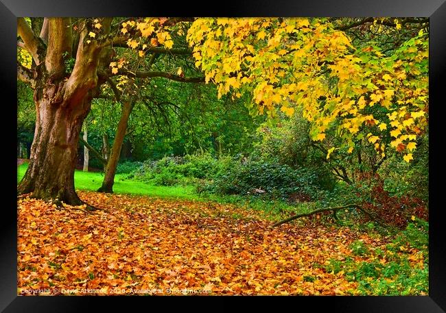 Autumn Leaves Framed Print by David Atkinson