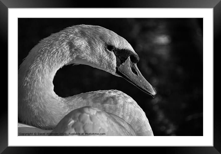 Sad Swan Framed Mounted Print by David Atkinson