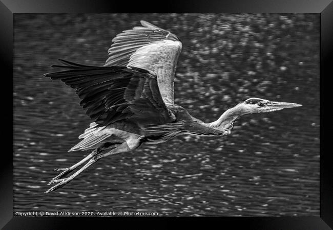 Heron in flight Framed Print by David Atkinson