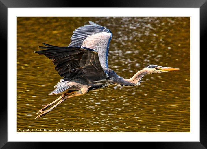 Heron take-off Framed Mounted Print by David Atkinson