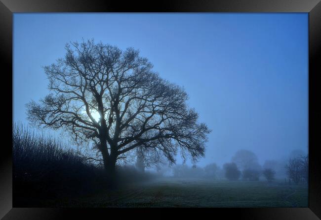 Misty winter tree Framed Print by David Atkinson