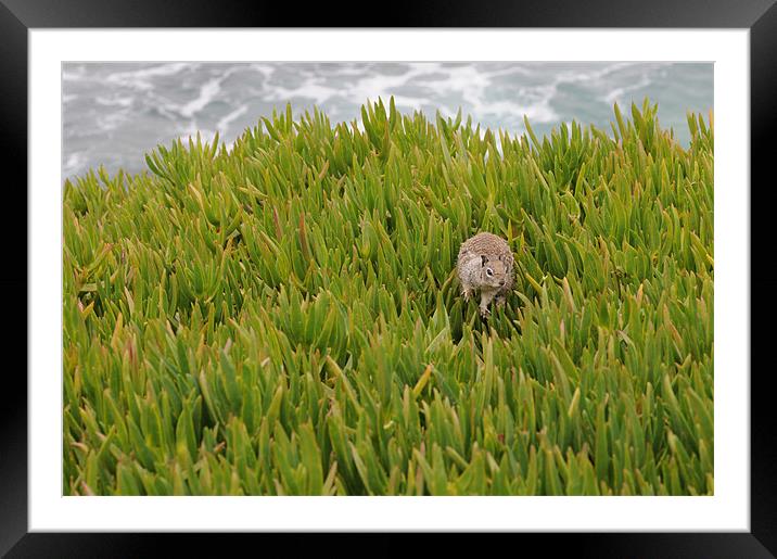 Secret La Jolla squirrel Framed Mounted Print by Simon Wilson