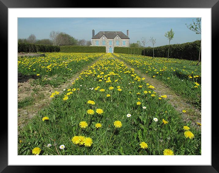 Dandelion lawn Framed Mounted Print by Simon Wilson