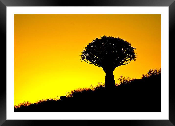Quiver Tree Silhouette Framed Mounted Print by Martina Stoecker