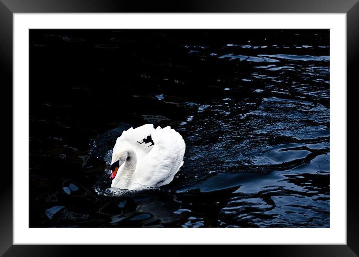 Swan Framed Mounted Print by Edgars Rimeikis