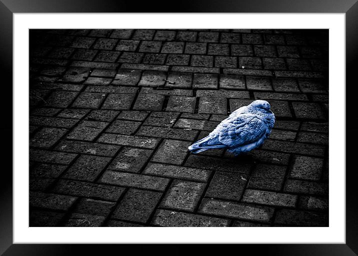 Blue pigeon Framed Mounted Print by Edgars Rimeikis