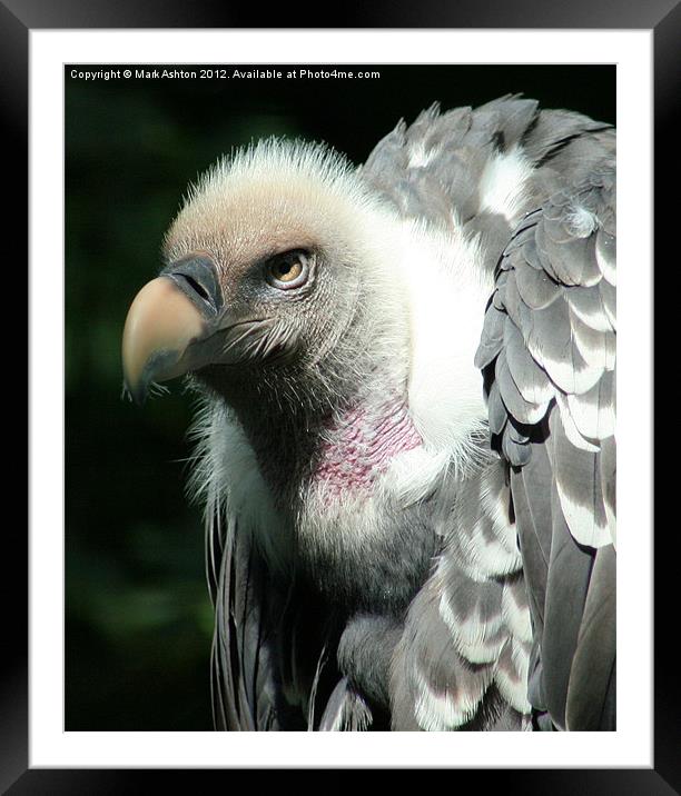 Reuppell's Griffon Vulture Framed Mounted Print by Mark Ashton