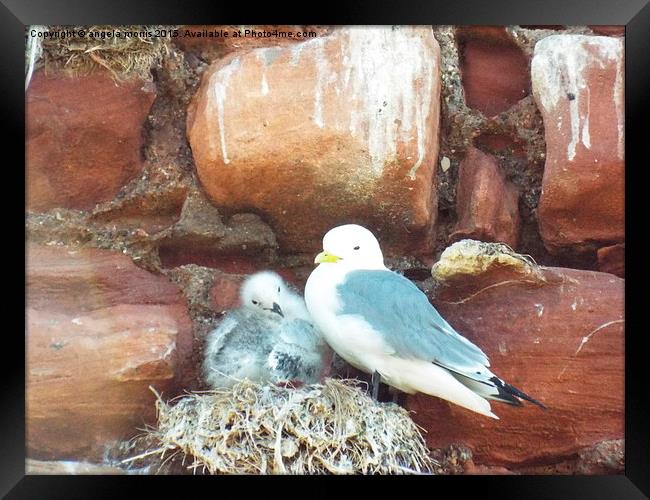 Seagull and Chick Framed Print by angela morris