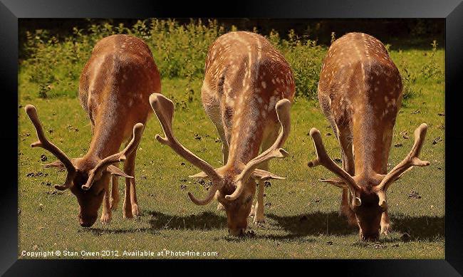Stag Fallow Deer. Framed Print by Stan Owen