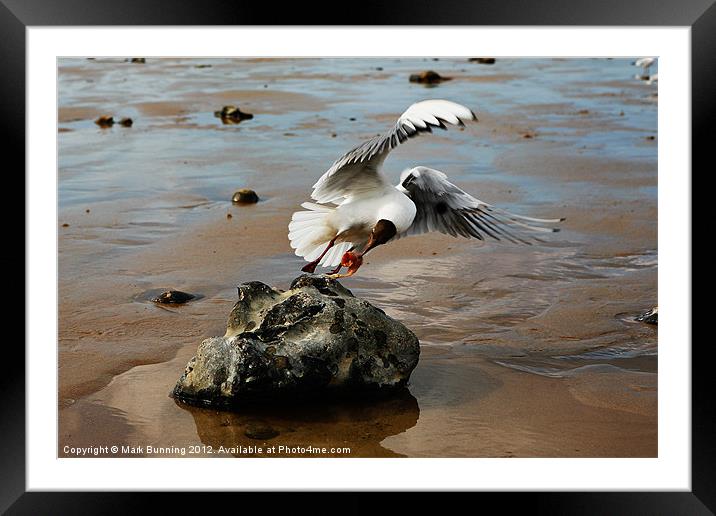 Caught in the act Framed Mounted Print by Mark Bunning