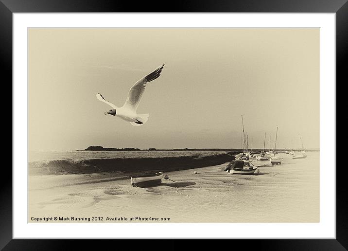 Feeding time at the coast Framed Mounted Print by Mark Bunning