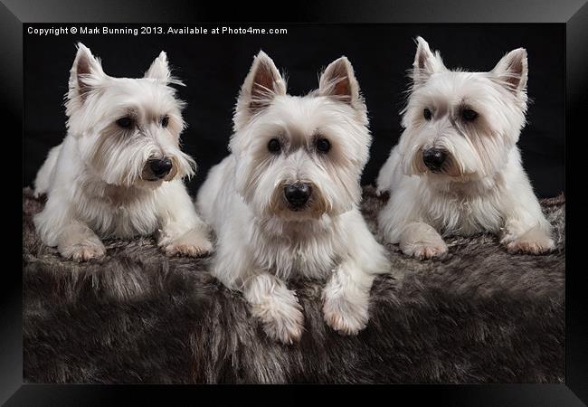 Three West Highland White Terriers Framed Print by Mark Bunning