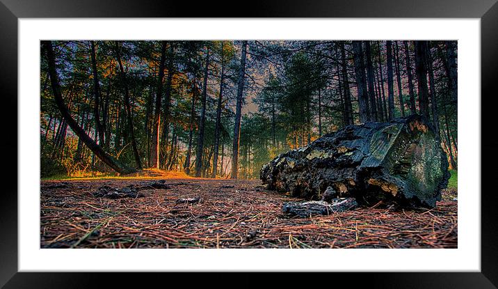 Within the forest Framed Mounted Print by Mark Bunning