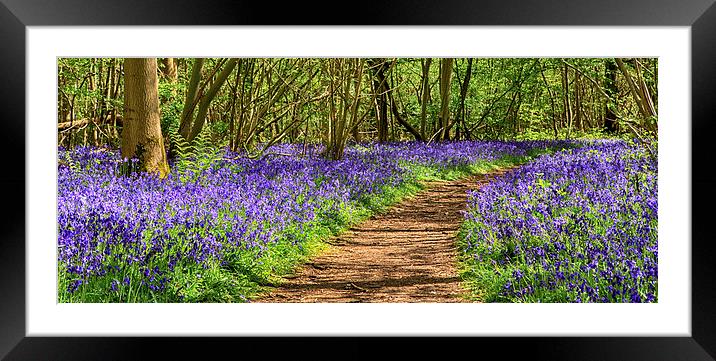 Path through a bluebell wood Framed Mounted Print by Mark Bunning