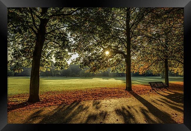 Sunrise in the Park Framed Print by Vinicios de Moura