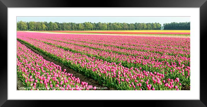 Pink Tulip Plantation Framed Mounted Print by Vinicios de Moura
