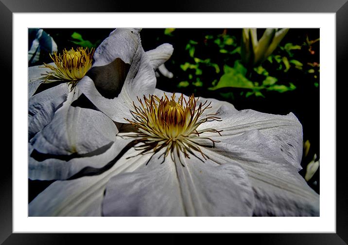 Clematis Alabast Framed Mounted Print by Frankie Arkell
