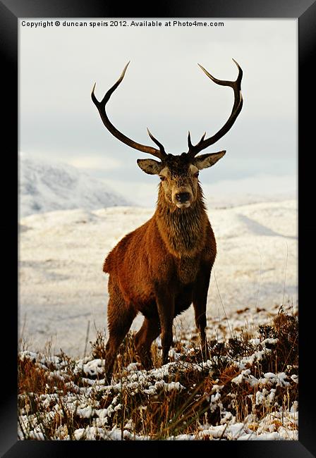 Monarch Framed Print by duncan speirs