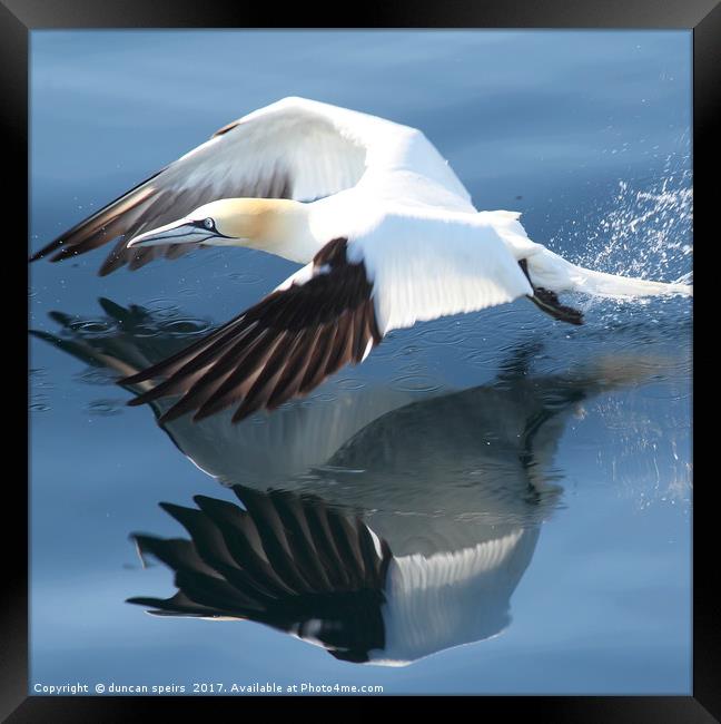 Gannet Framed Print by duncan speirs