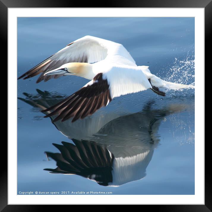 Gannet Framed Mounted Print by duncan speirs