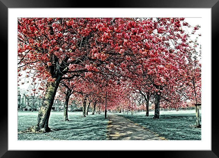Cherry Blossom Path, Harrogate Framed Mounted Print by Paul M Baxter