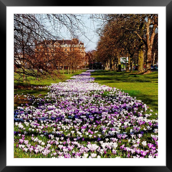 Crocus Carpet Covers West Park Stray Harrogate Framed Mounted Print by Paul M Baxter